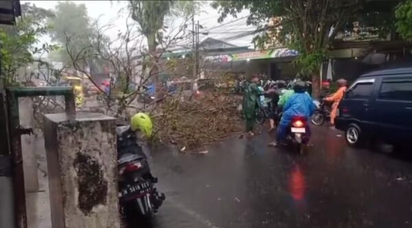 Antisipasi Resestensi Cuaca Hujan disertai Angin,DLH Kota Malang Sisir Pohon Rawan Tumbang di Beberapa Titik Lokasi