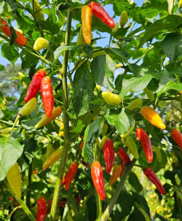 Harga Cabai Malang Melambung Meski Panen Melimpah: Pemkot Selidiki Rantai Distribusi