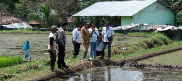 Strategi Kota Malang Perkuat Ketahanan Pangan: Dispangtan Siapkan Gerakan Tanam Serentak di Mulyorejo