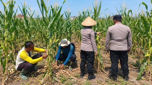 Sinergi Polsek Sukun dan Petani Malang Targetkan Panen Jagung 30 Ton