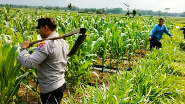Antisipasi El Nino, Polsek Tempeh Lumajang Serap Aspirasi Petani